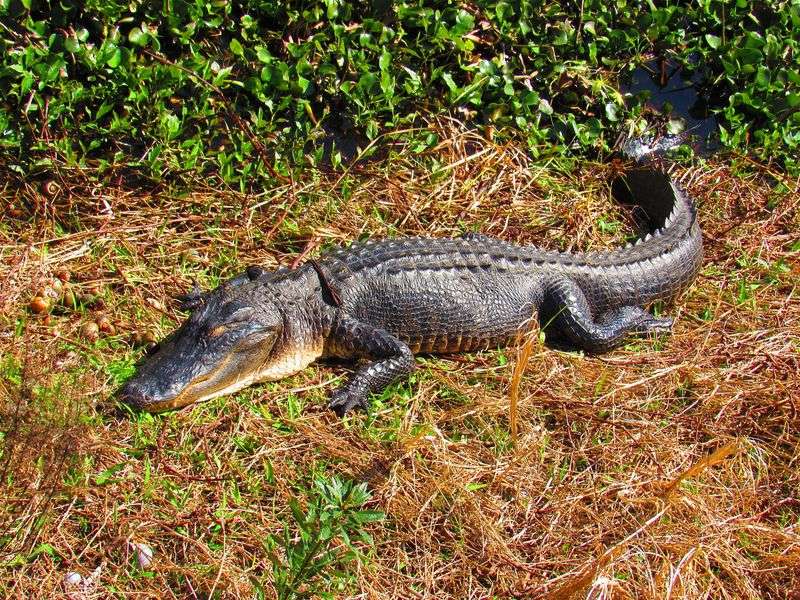 American Alligators
