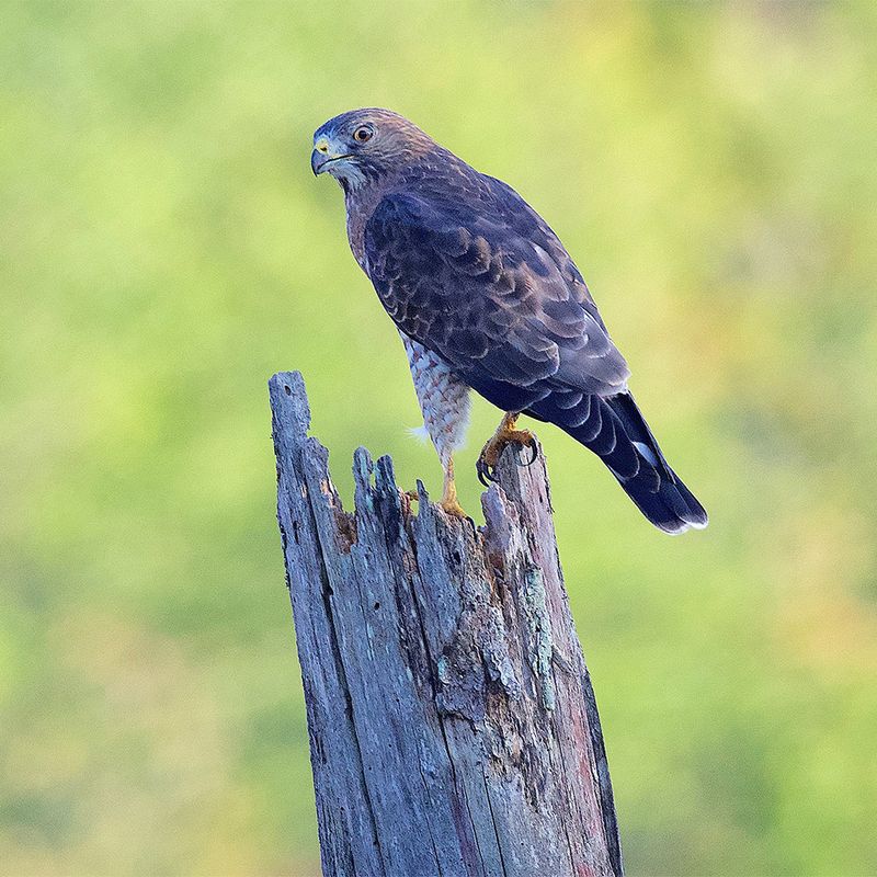 Broad-Winged Hawks