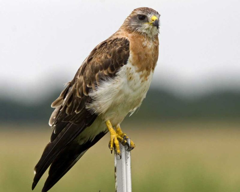 Swainson's Hawk