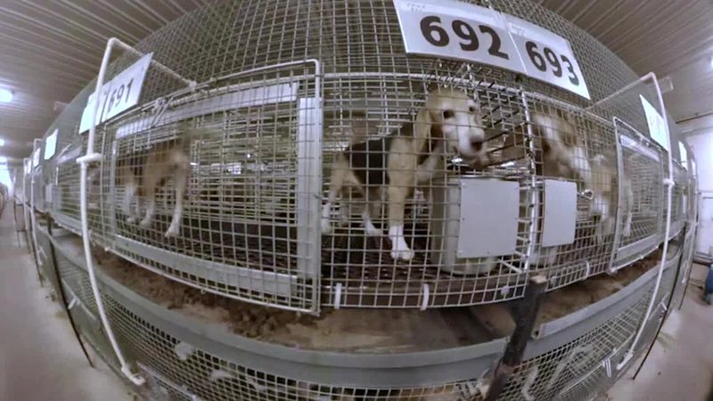 Holiday Puppy Mill Production Ramps Up