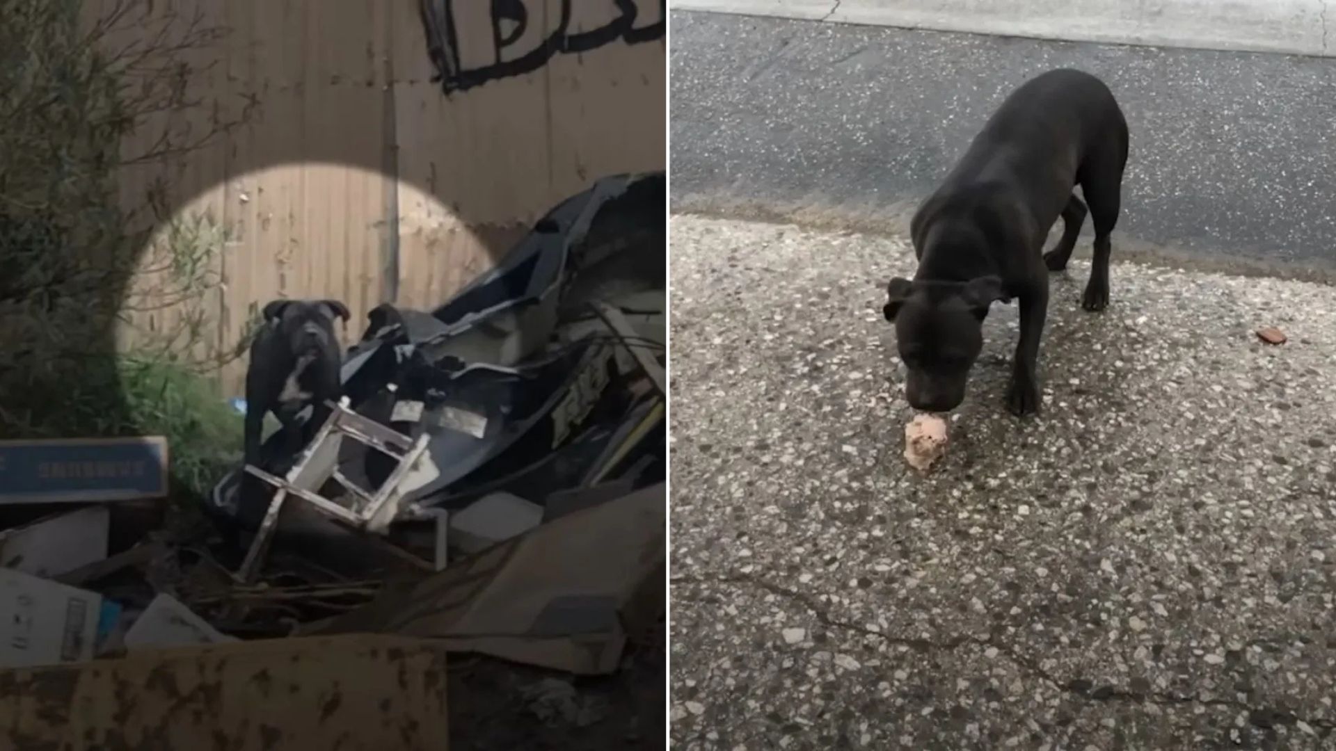 Scared Pitbull Eluded Rescue For Three Weeks Until California Woman Finally Gained Her Trust 
