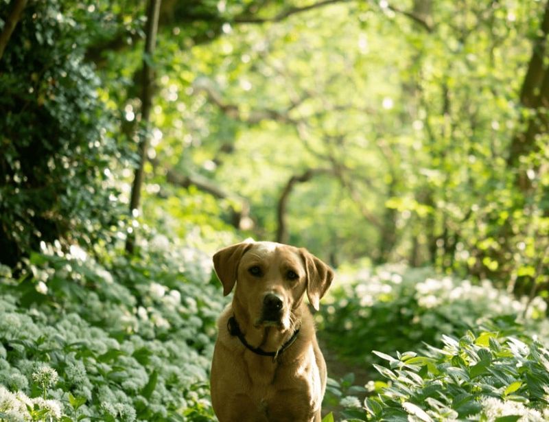 Pet-Friendly Cabins, Lodges, And Rentals For Weekends Away