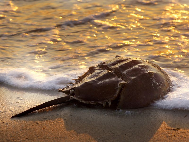 Horseshoe Crabs