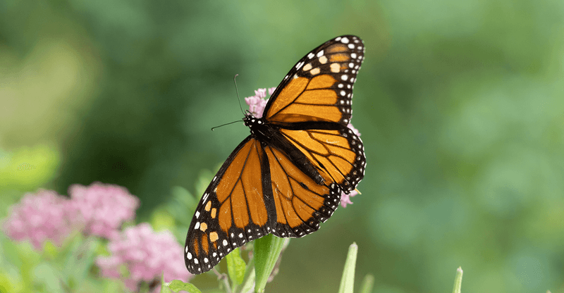Monarch Butterflies