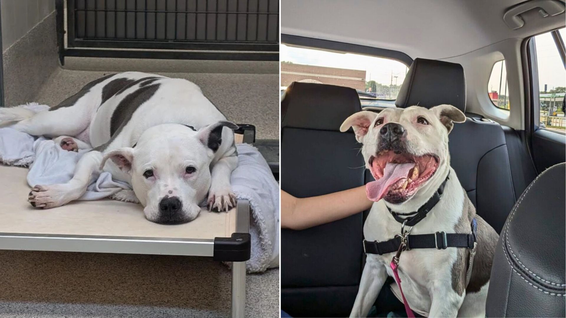 Nebraska Senior Dog Faces Heartbreak In Shelter, Then Her Life Changes Forever