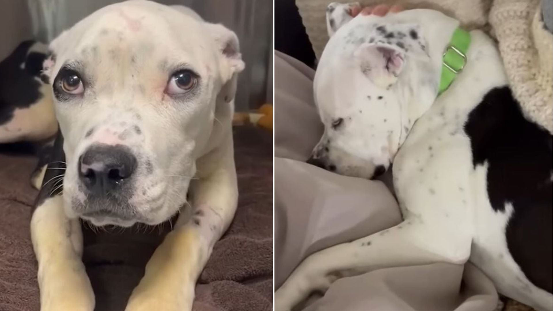 injured dog