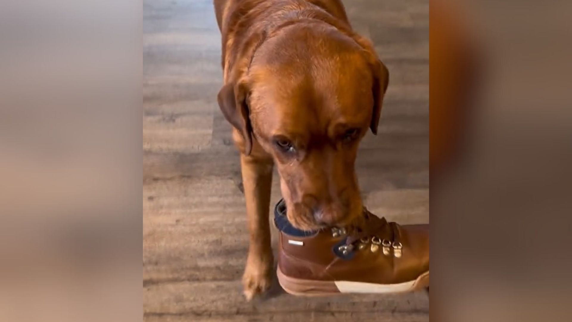 Service Dog School Dropout From Colorado Finds His True Purpose Helping His Mom Every Day