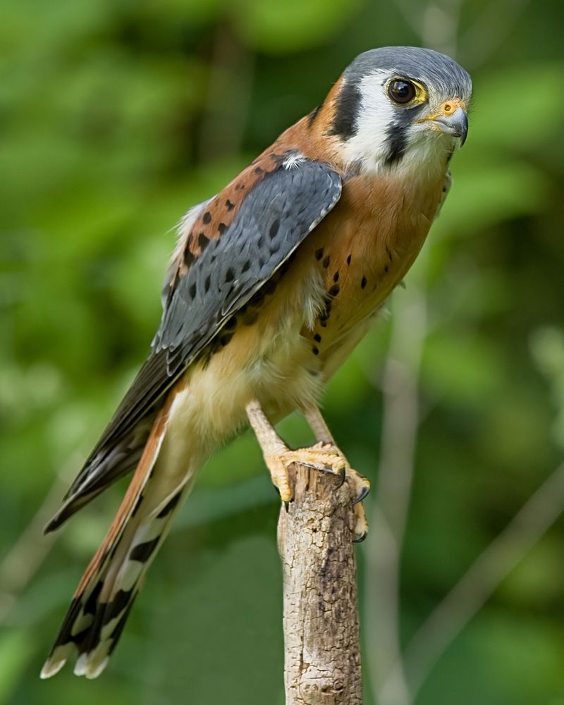 Colorful Falcon