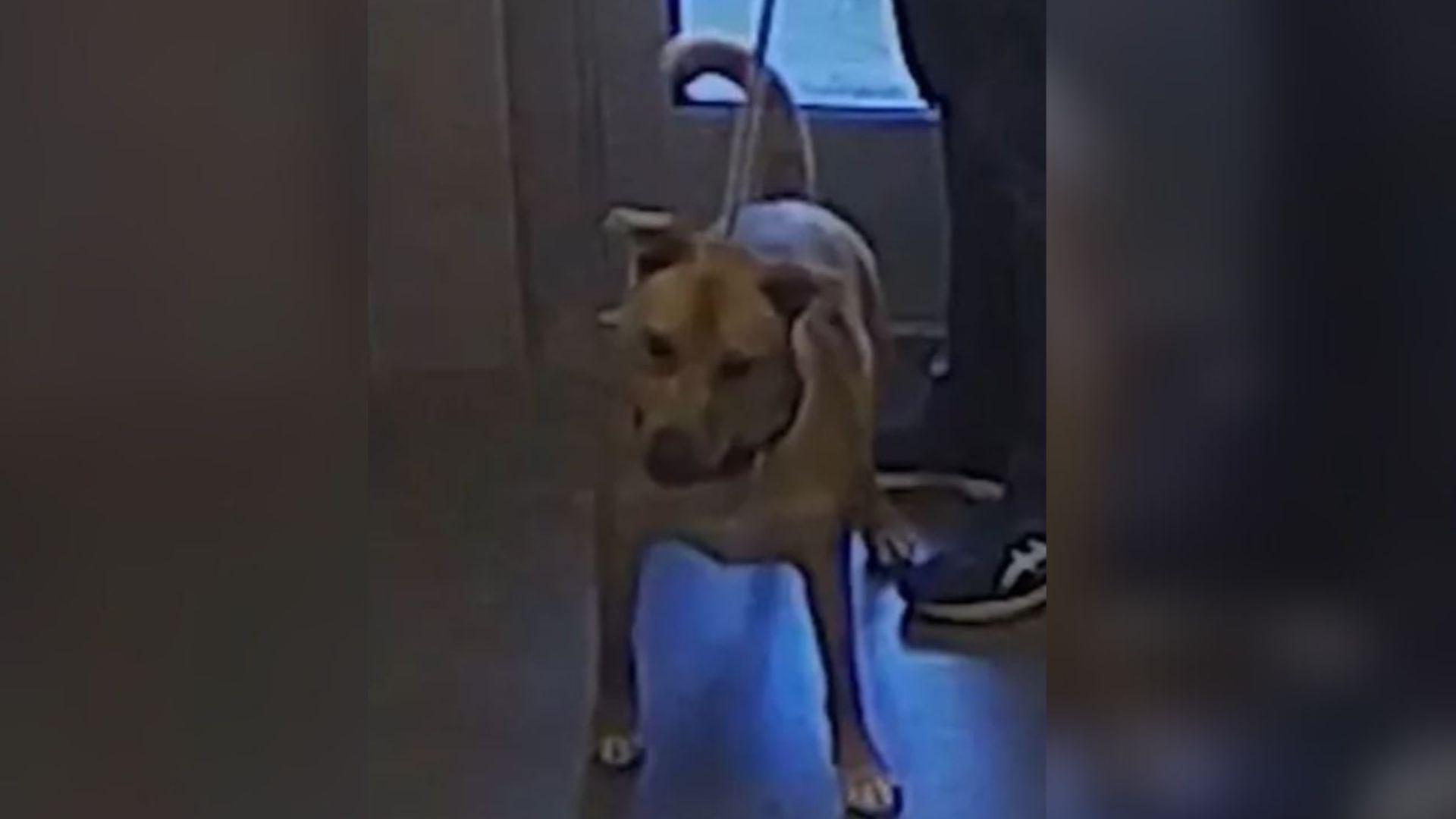 Shelter Pup In Georgia Accidentally Sets Off Alarm While Waiting For His Walk