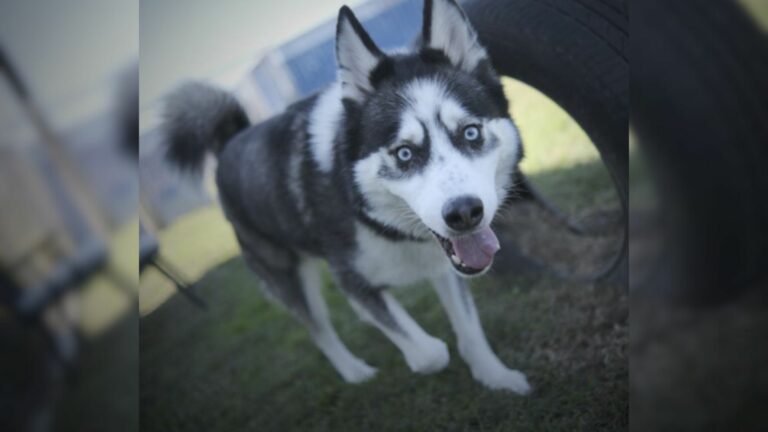Sweet Huskie