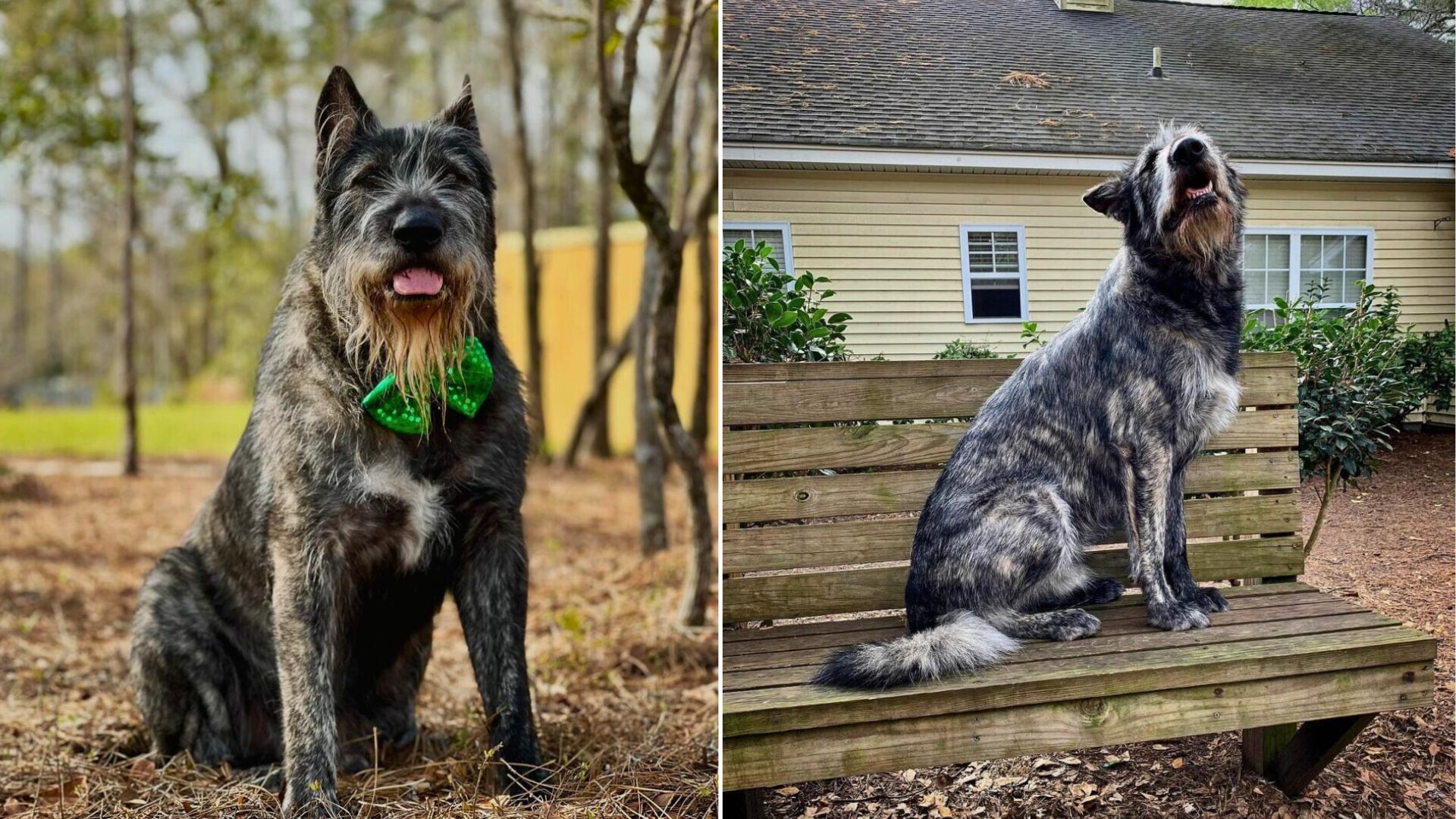 South Carolina Dog’s Unusual Transformation Has The Internet Guessing His Breed