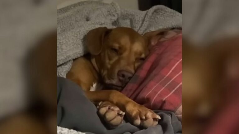 adopted dog