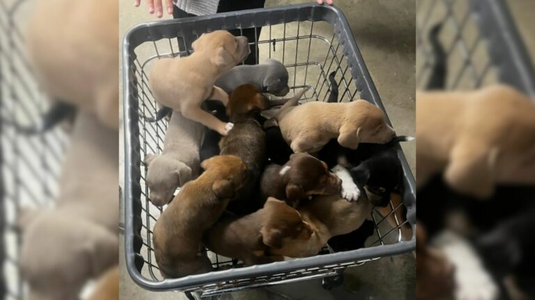 tiny puppies