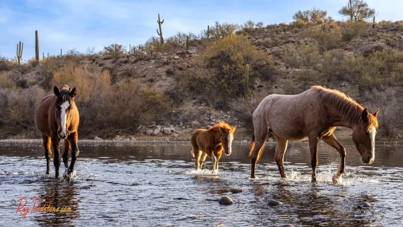 Centuries Of Free-Roaming Bands Along The Salt River