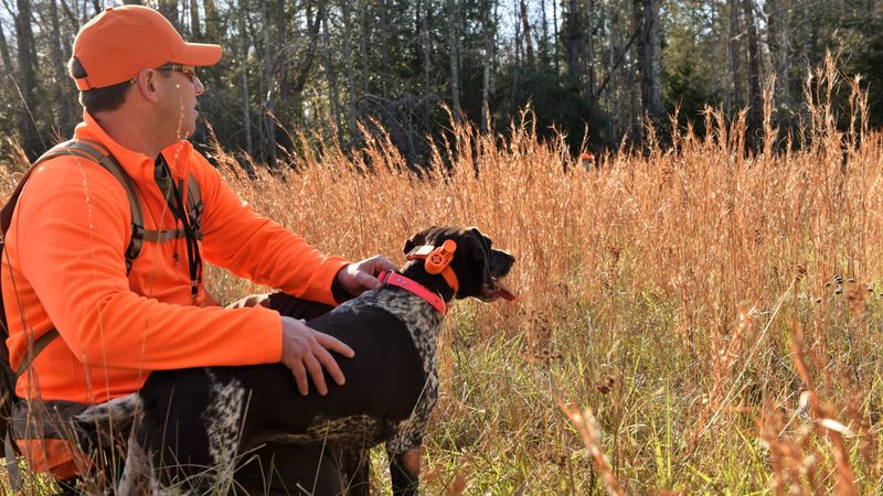 Fall Dog Training Season Regulations