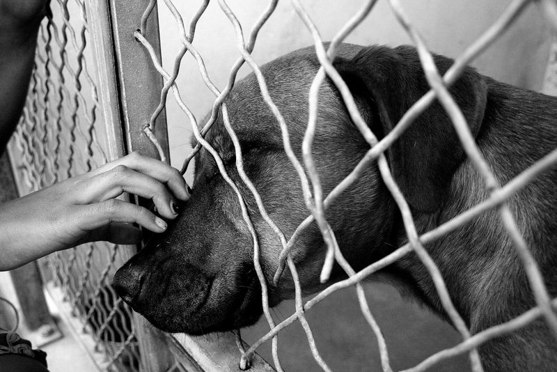 College Students' Pet Surrender Spike