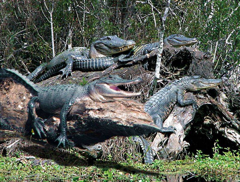 Field Guide: Where To See Them
