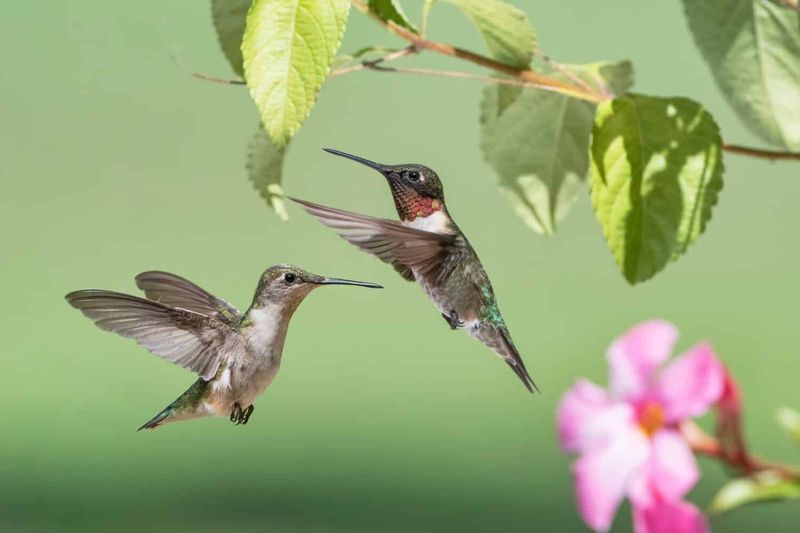Ruby-Throated Hummingbirds