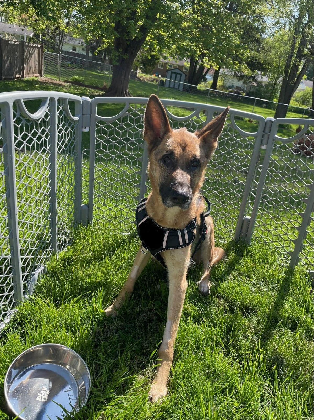 Sweet German Shepherd