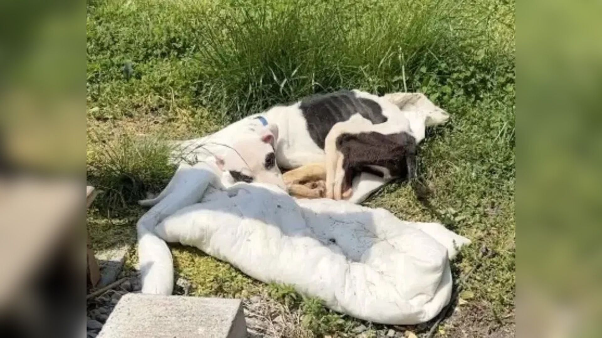 Sweet Pup Left To Starve At A Missouri Bus Stop Is Saved By A Stranger’s Quick Action  
