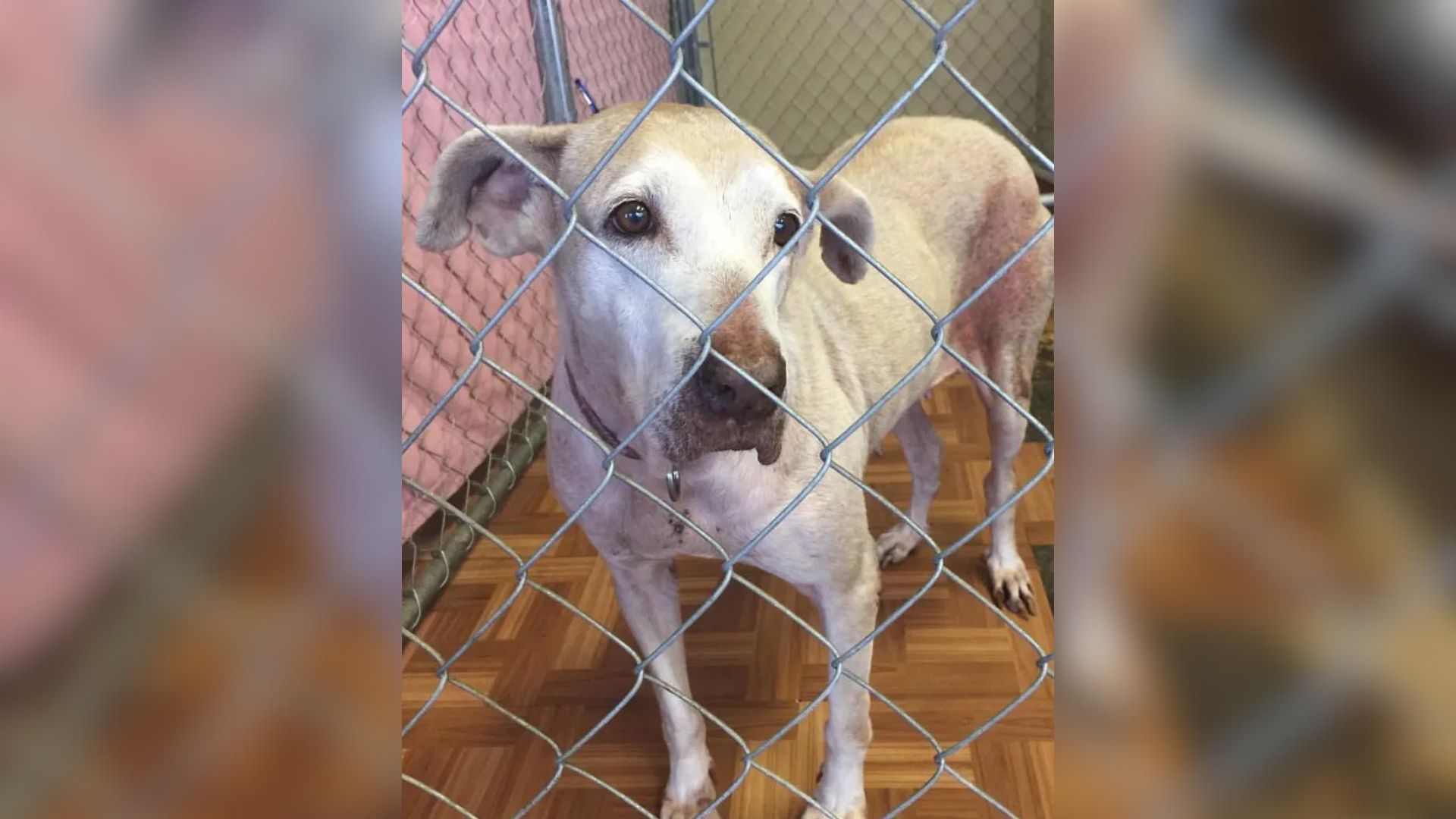 Sweet Senior Dog Spent 7 Years In A Hawaii Shelter Without A Single Adoption Inquiry