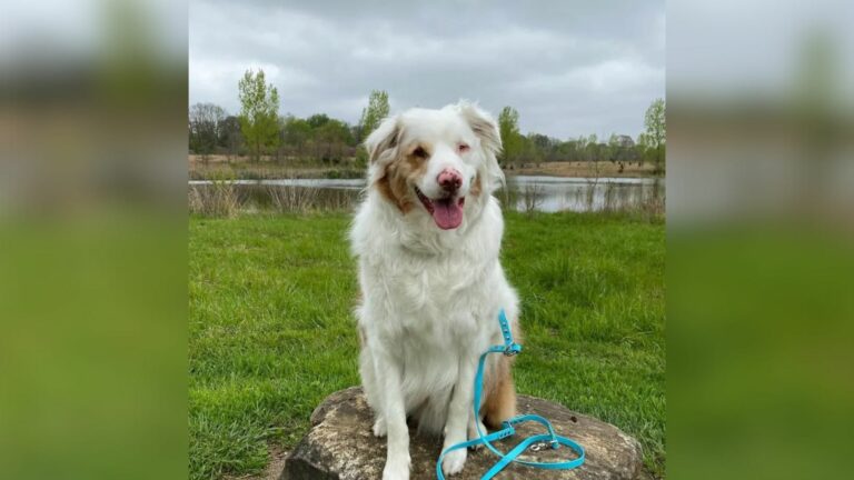sweetest white dog