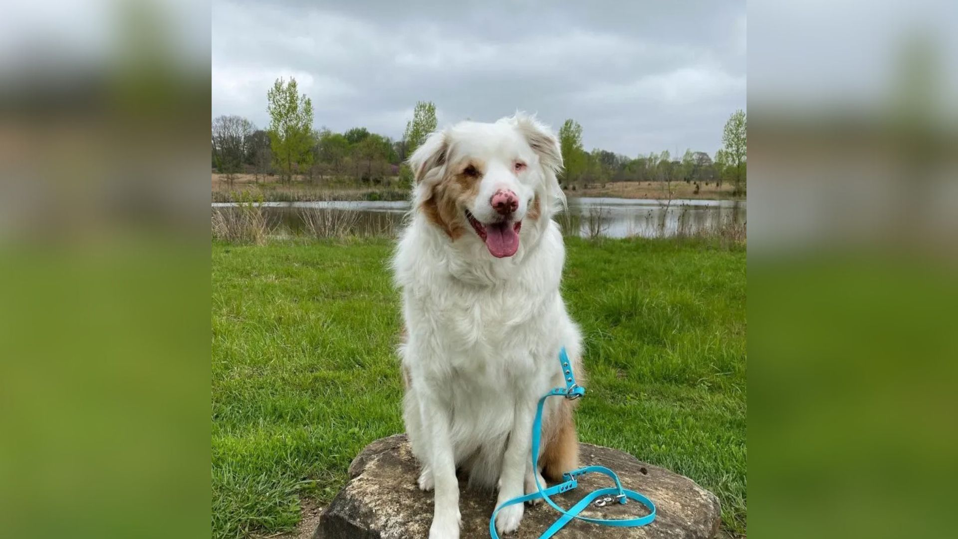 sweetest white dog