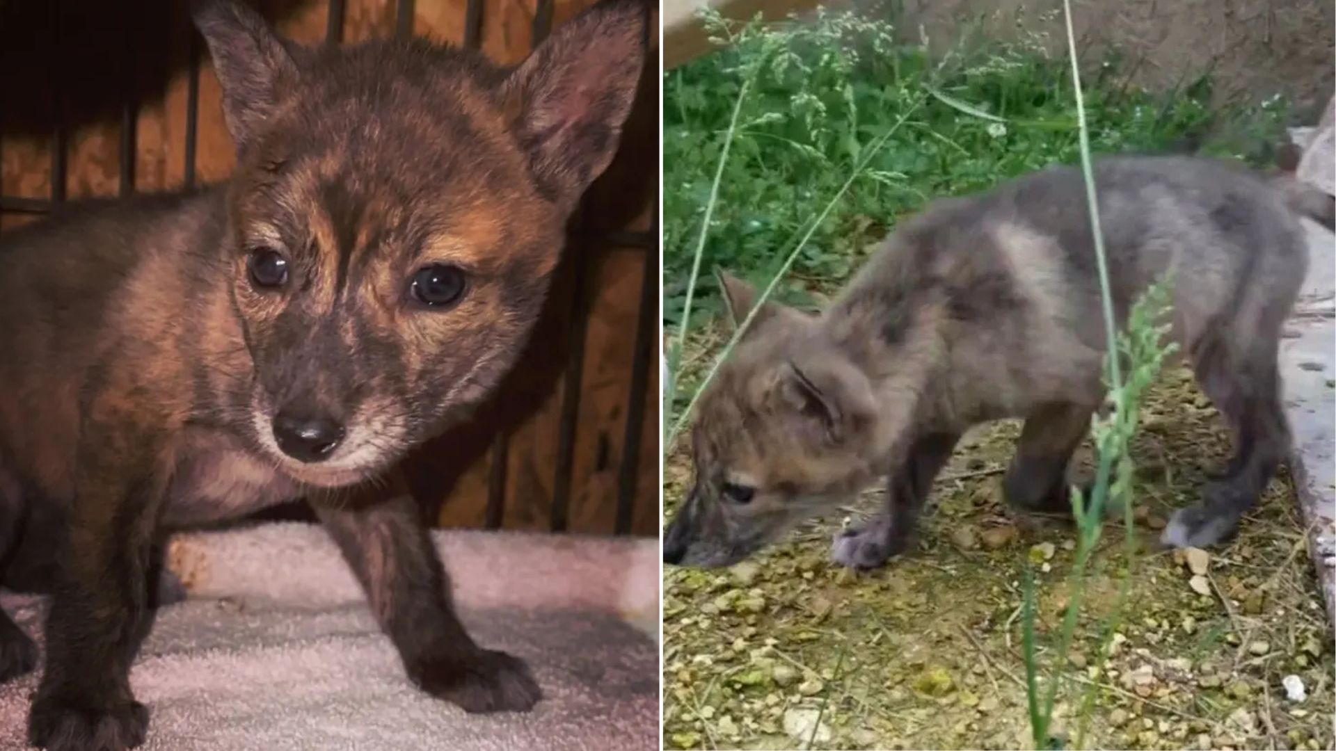 Tennessee Baby Animal’s Identity Remains A Mystery Until DNA Reveals A Wild Twist