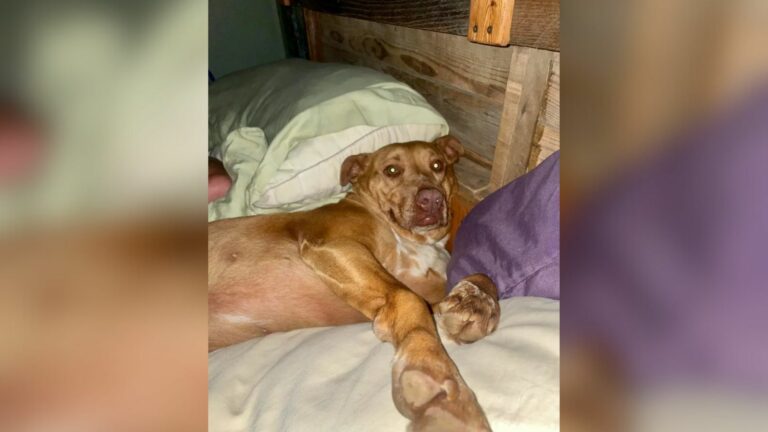 couple wakes up to a dog in their bed