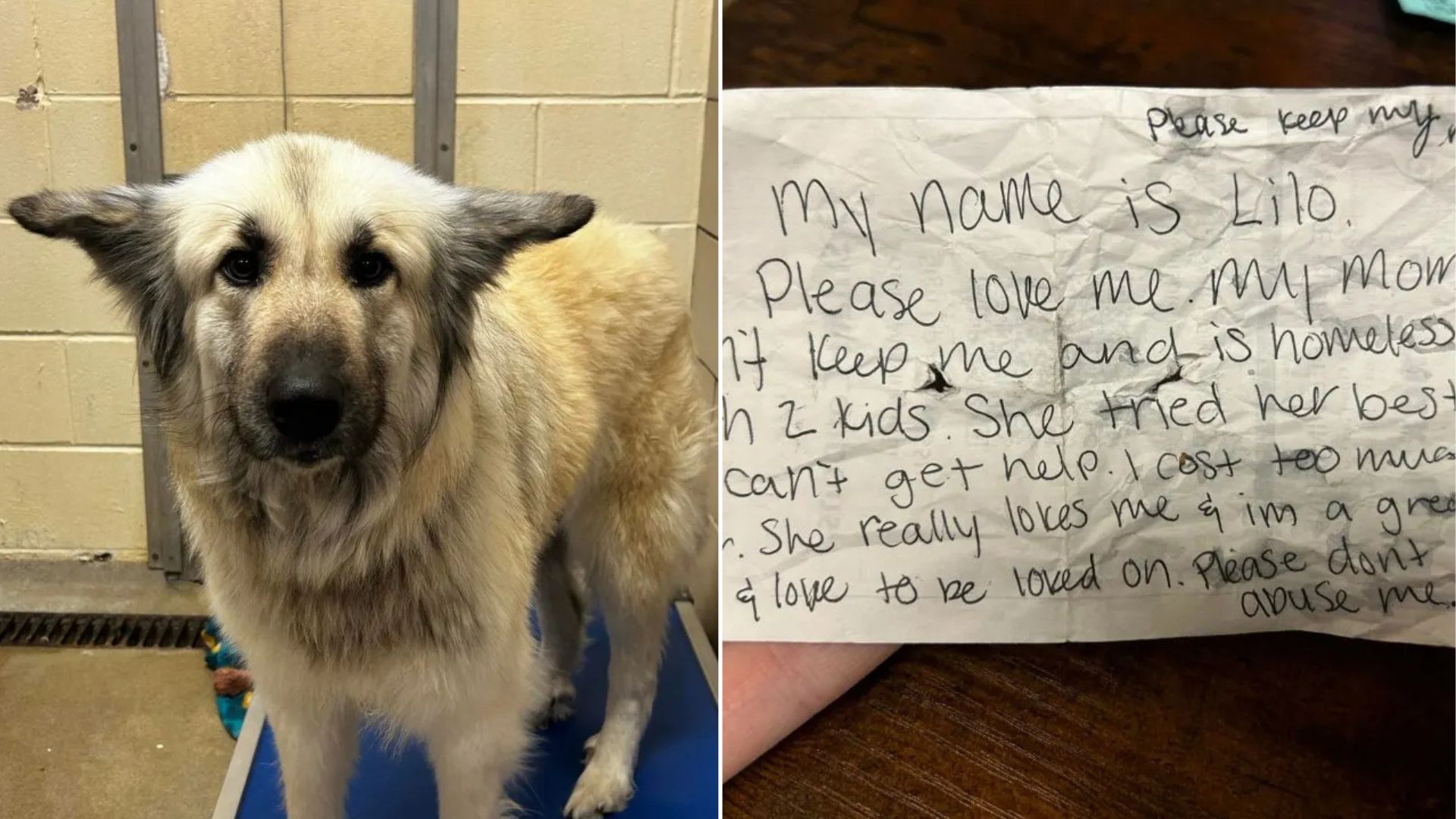 Tennessee Dog Left On The Streets With A Note Finds Her Way Back To Her Mom