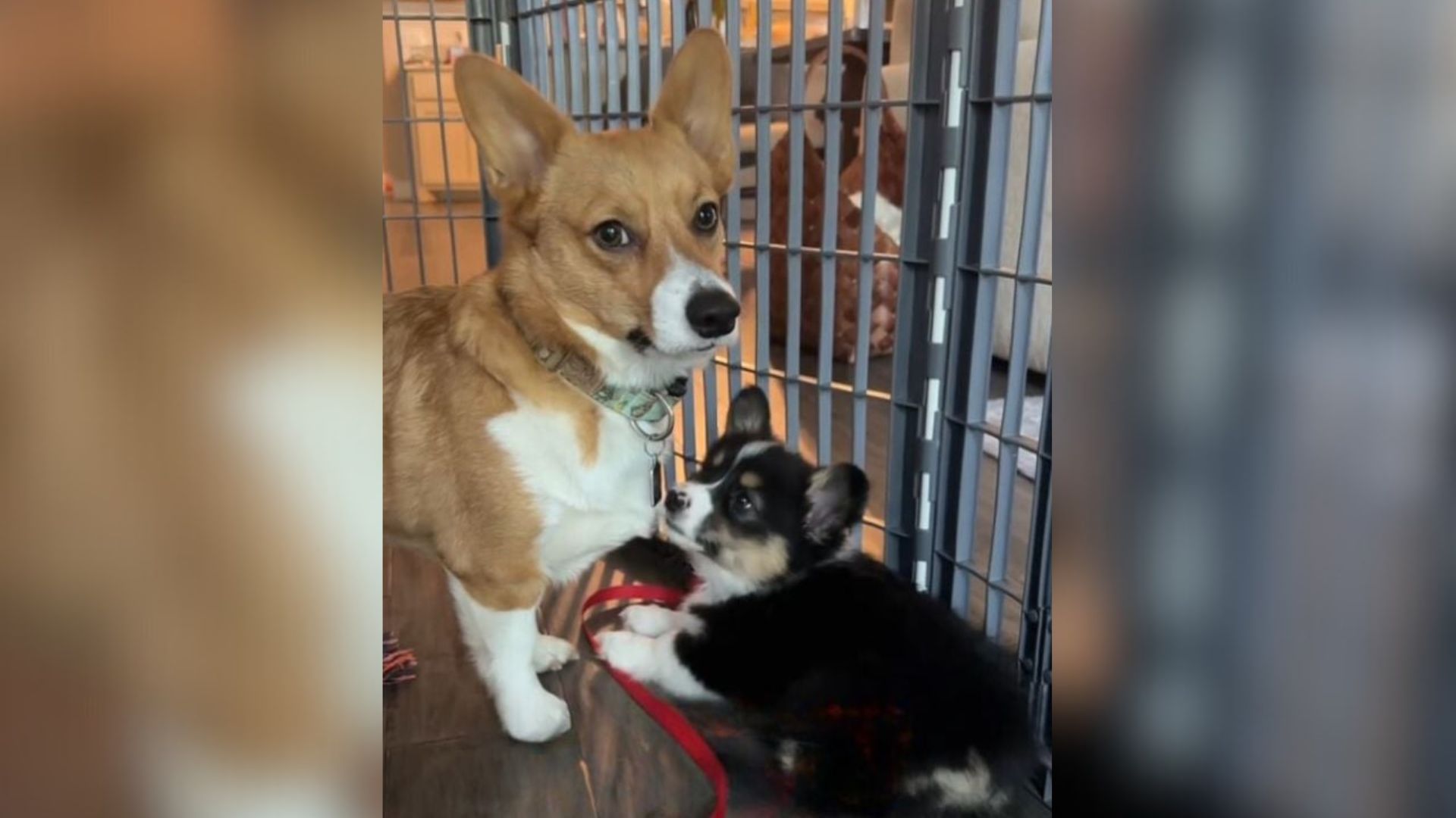 Tennessee Dog Reaches His Limit When His Baby Sister Won’t Stop Annoying Him