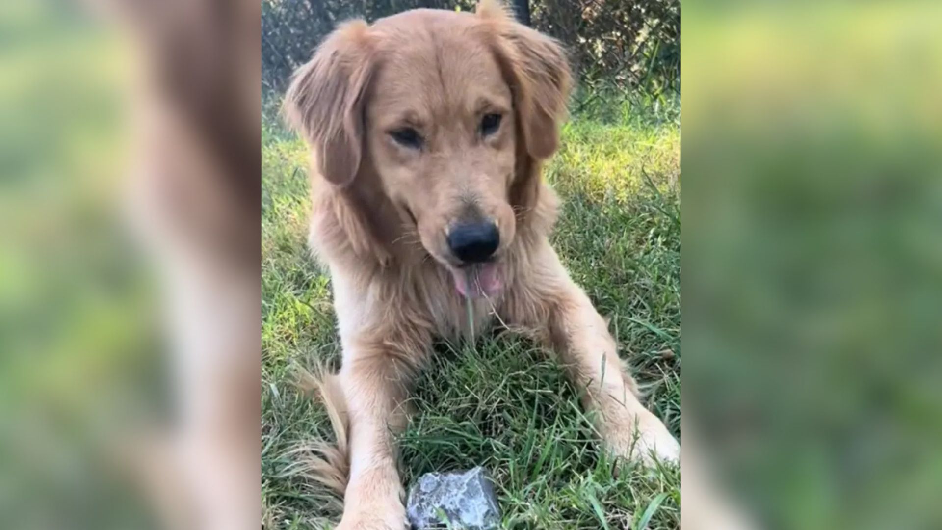 Tennessee Dog Smuggles His Beloved Rock Into Bed And Gets Caught Red-Pawed
