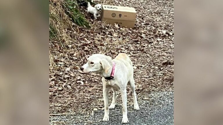 malnourished dog guarding a box near the road