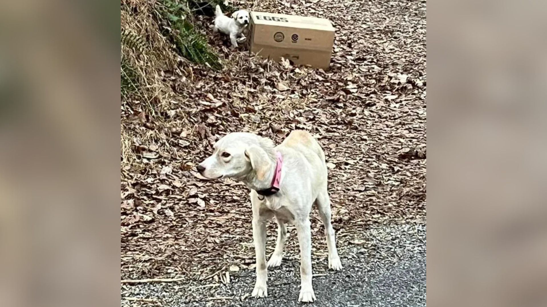 Tennessee Man Noticed Malnourished Dog Guarding A Mysterious Box Near The Road, So He Investigated