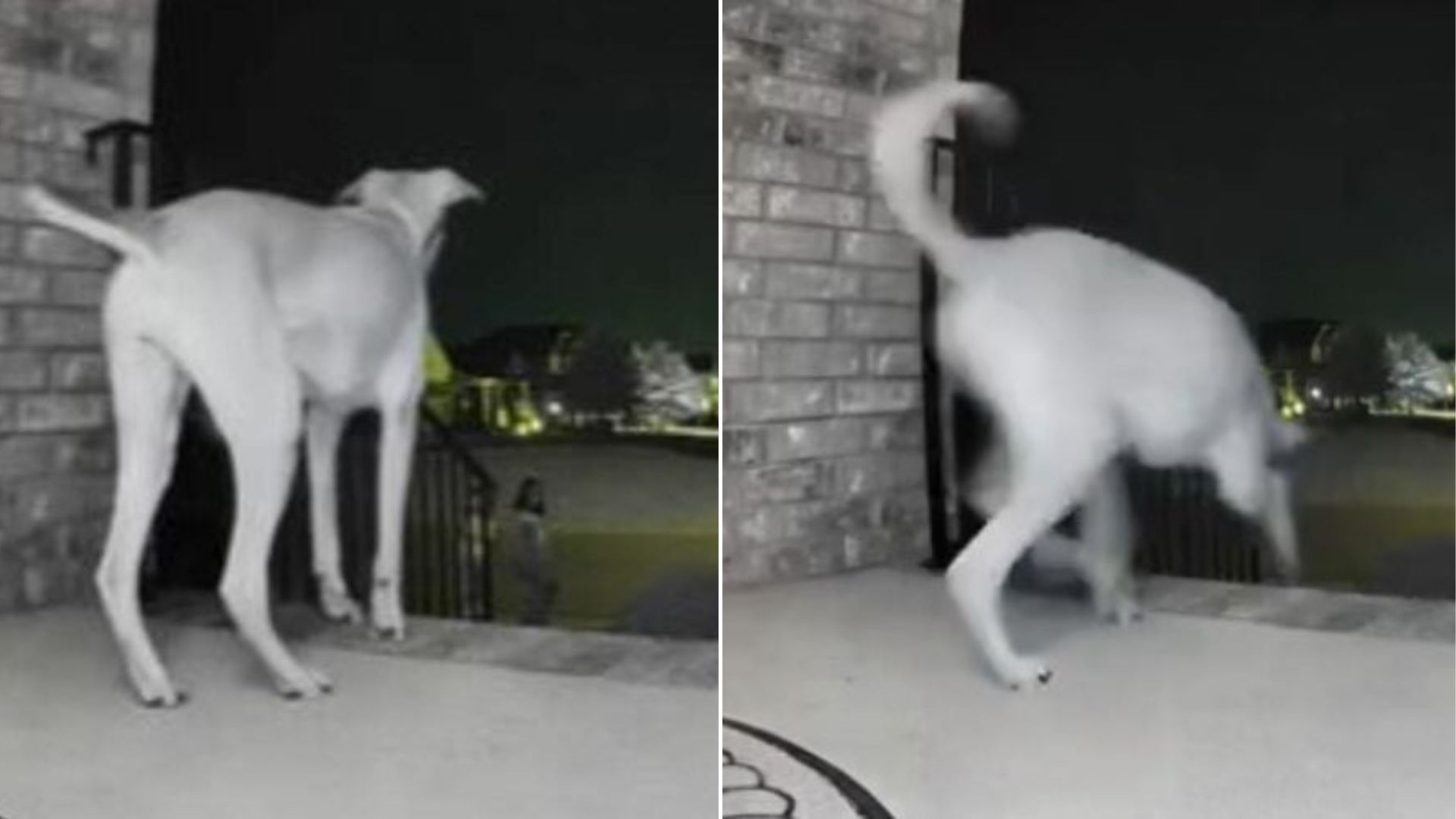 Tennessee Owners Shocked After Learning Their Dog Opens The Front Door And Does This One Thing