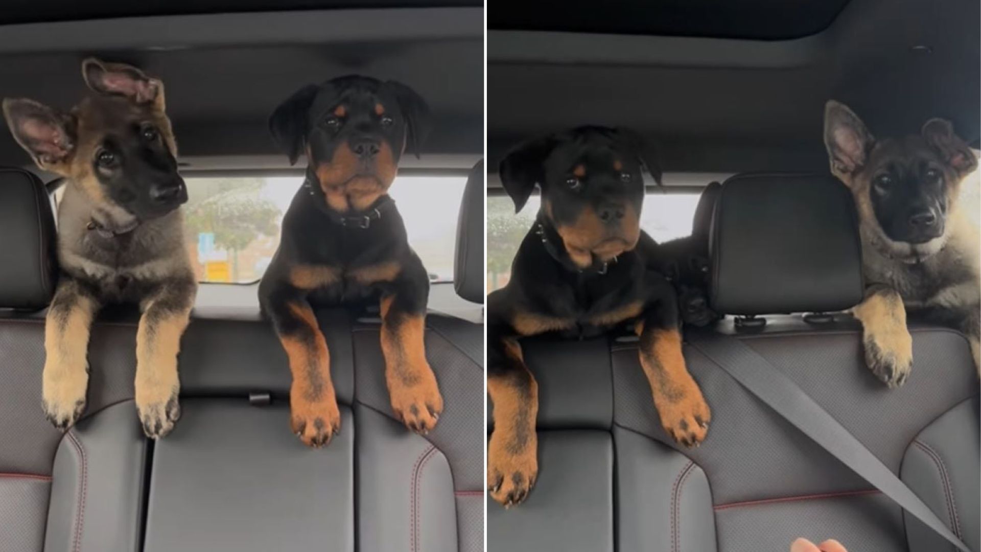 Tennessee Puppies Take Their First Ever Car Ride And Leave Everyone Laughing With Delight