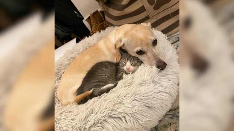 cat and dog