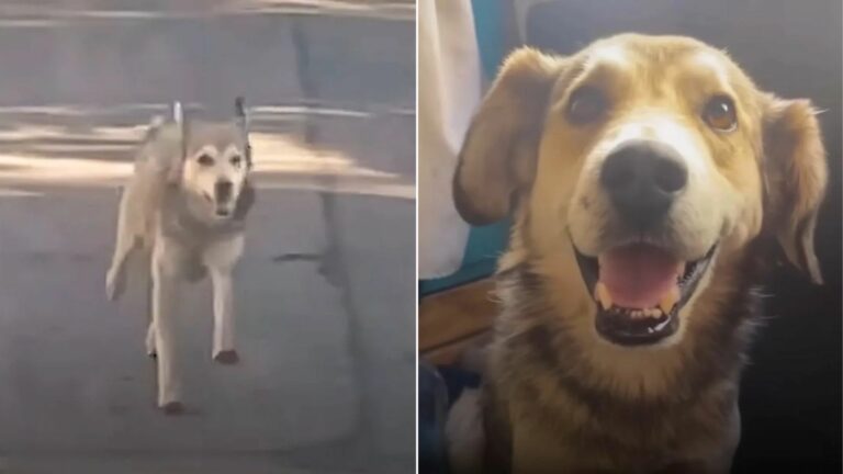 stray dog on the street