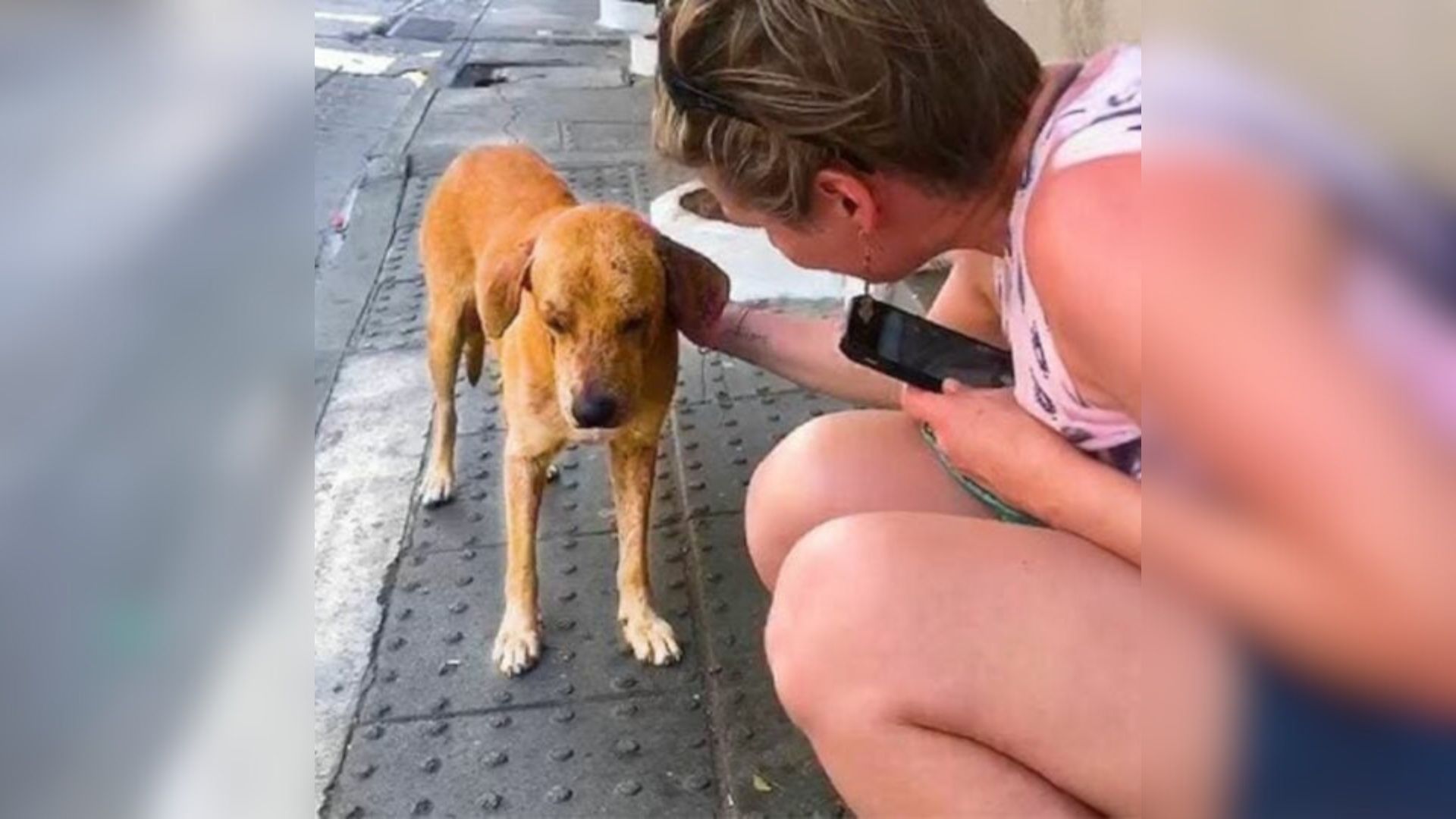 Tennessee Woman On Vacation Meets A Stray Dog In Need And Makes A Life-Altering Decision