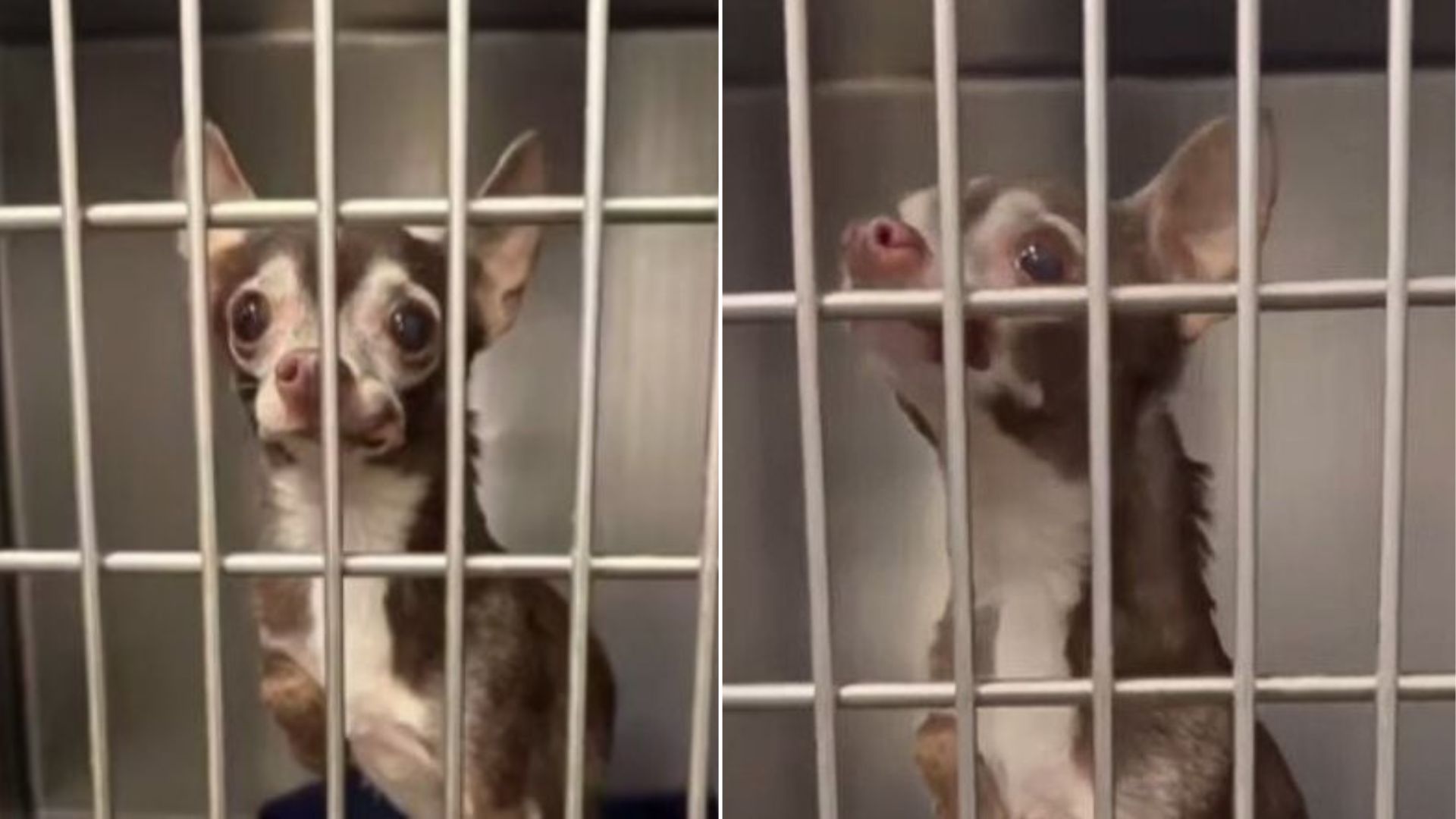Texas 15-Year-Old Dog Finally Leaves The Shelter And Finds A Family To Call His Own
