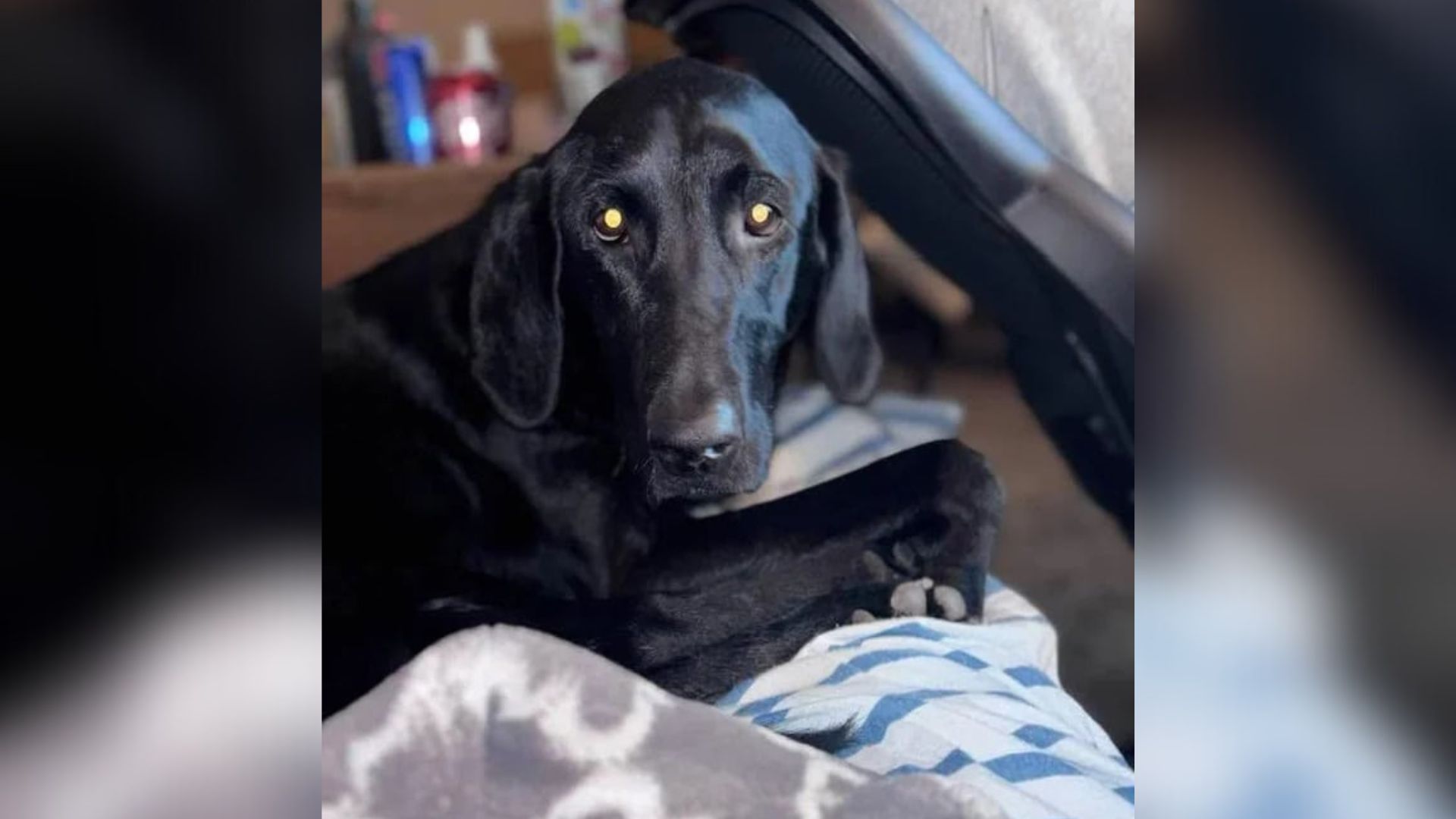 Texas Couple’s Jaw Drop When DNA Test Uncovers Their $900 Labrador’s True Heritage
