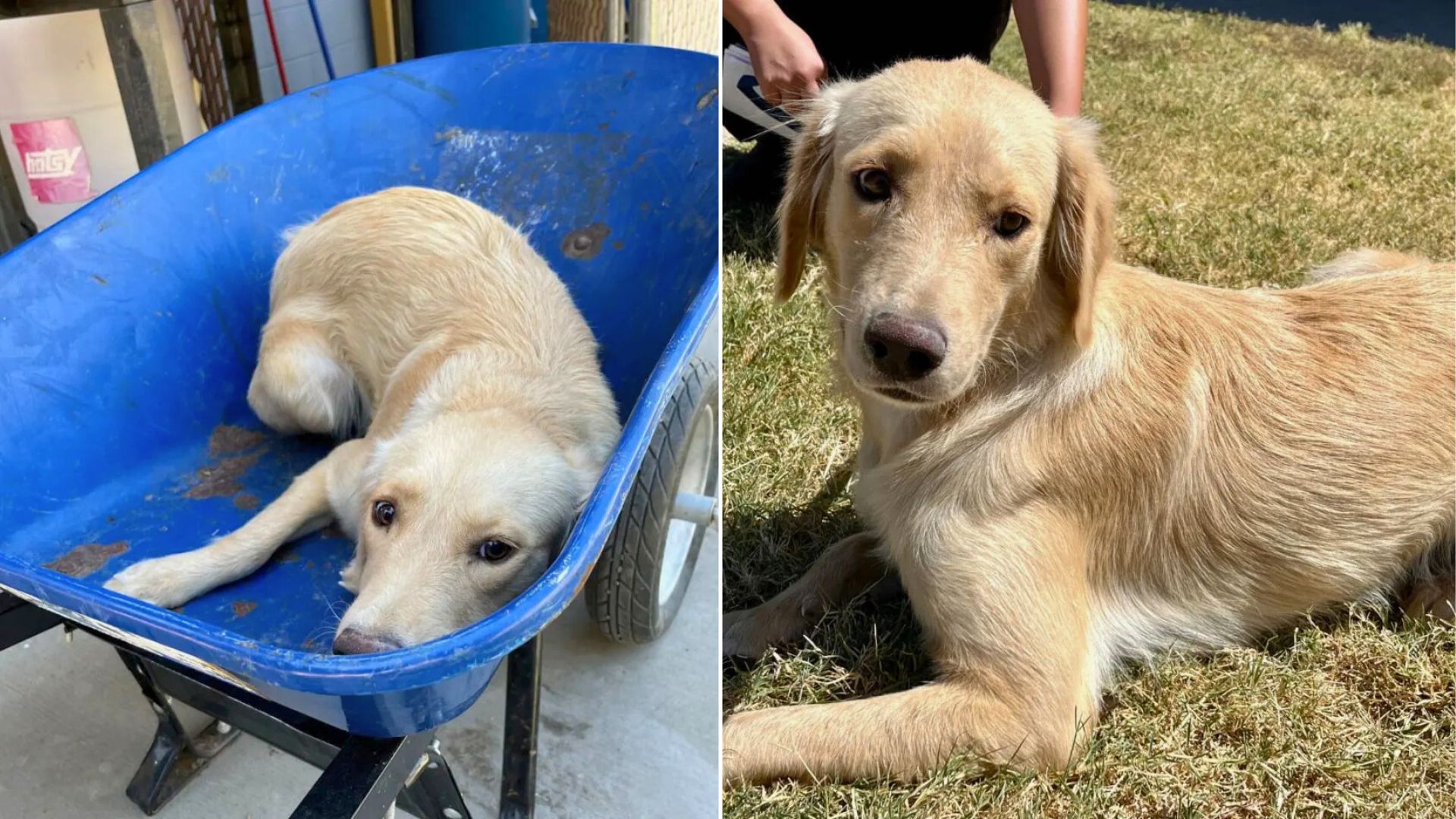 Texas Dog Carried In A Wheelbarrow For Euthanasia Faces An Unexpected Twist