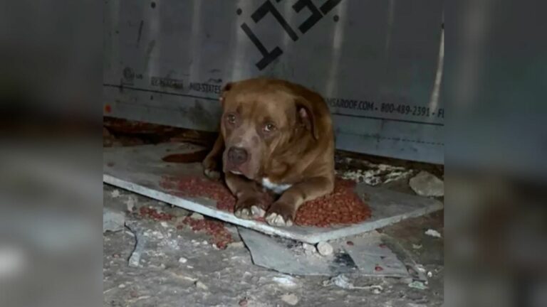 abandoned dog