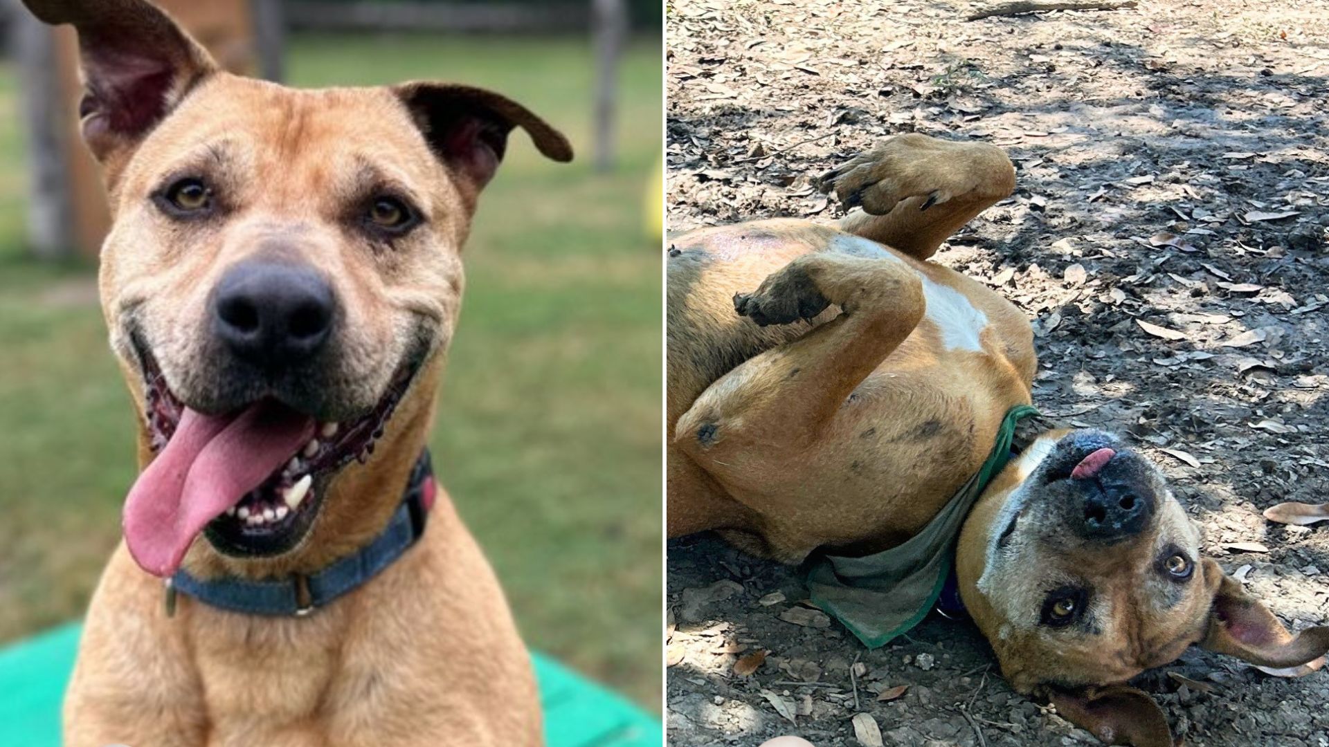 Texas Dog Spends Over 2,500 Days At Shelter Watching His Friends Being Adopted