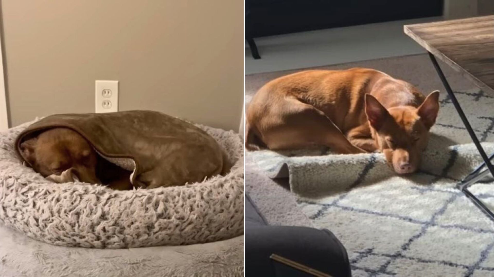 Texas Dog Thrown Out Of The Car Learns To Trust Again With Loving Foster
