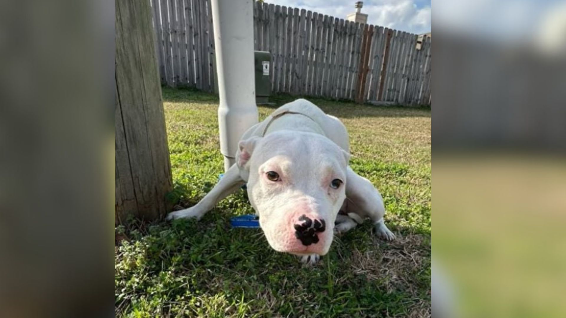 Texas Dog Tied To A Pole Refuses To Leave Her Kennel, Then Something Changes