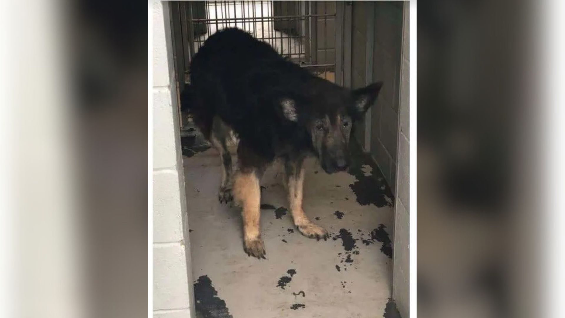 Texas Family Says Their Old Dog Is ‘Too Old’ And Asks Shelter To Put Him To Sleep