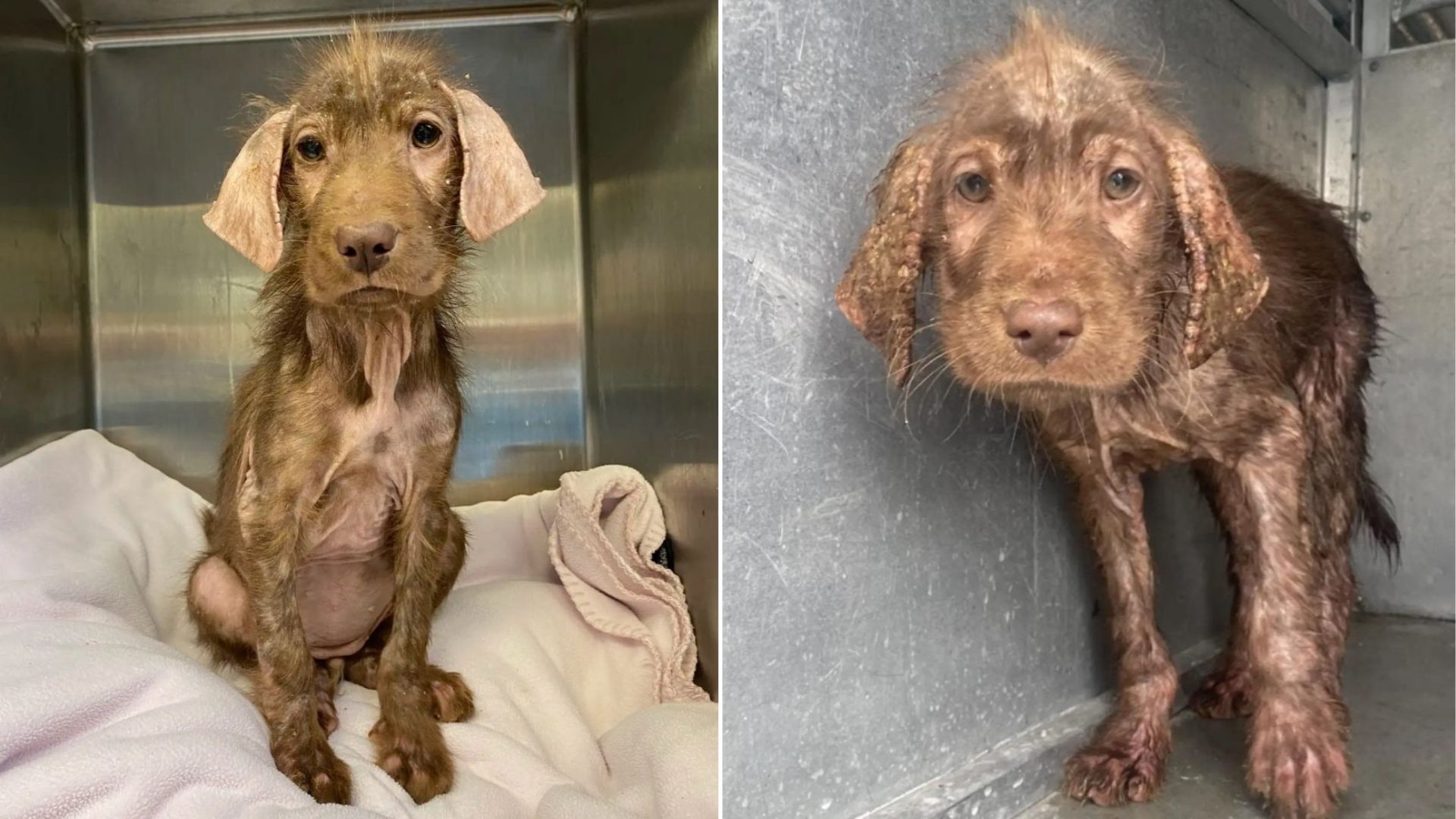 Texas Hairless Stray Dog’s Stunning Coat Makeover Leaves Everyone In Awe
