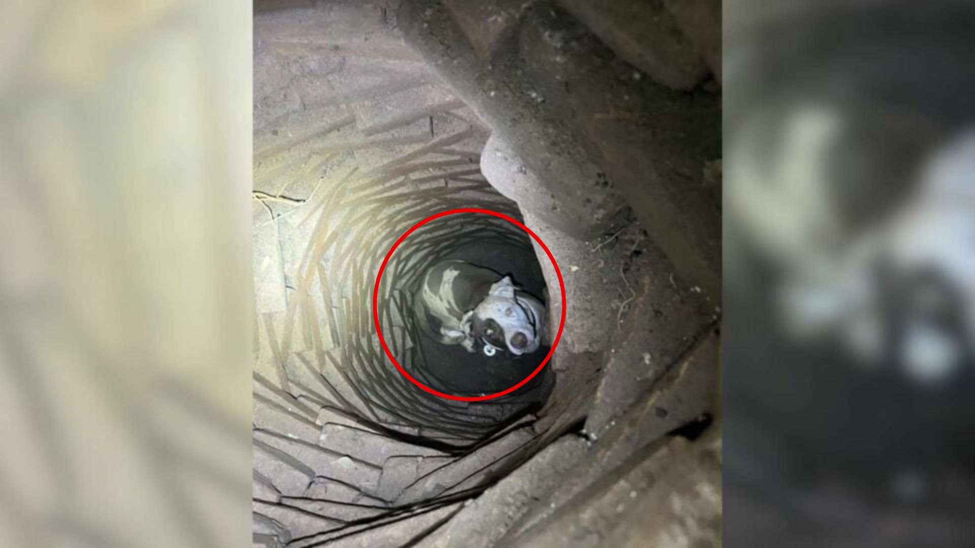 Texas Man Finds More Than He Expected When He Hears Barks Under His Home