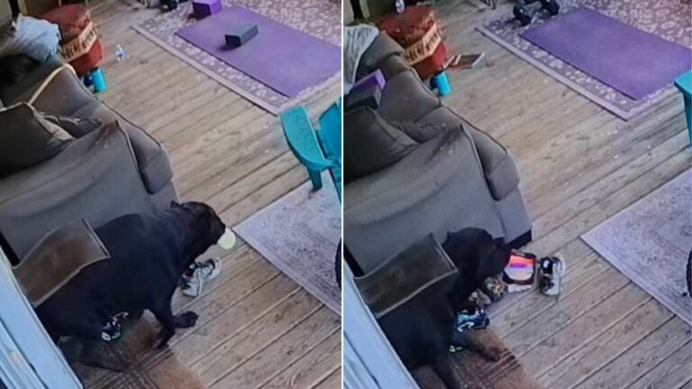 black dog stealing food from home